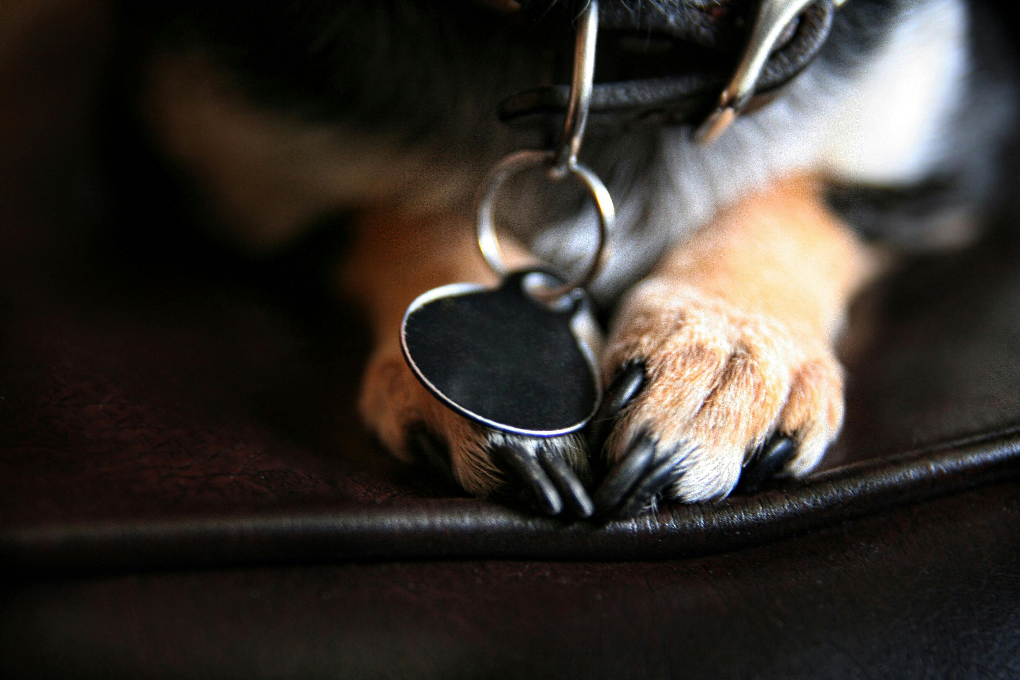NB SPCA | Pet Establishment Licencing & Inspections