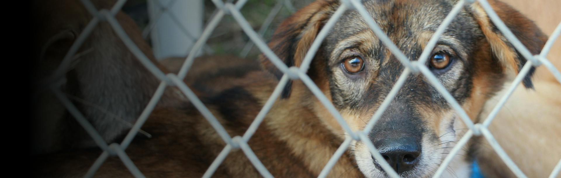 NB SPCA | NBSPCA reports animal neglect, cruelty cases on the rise in…