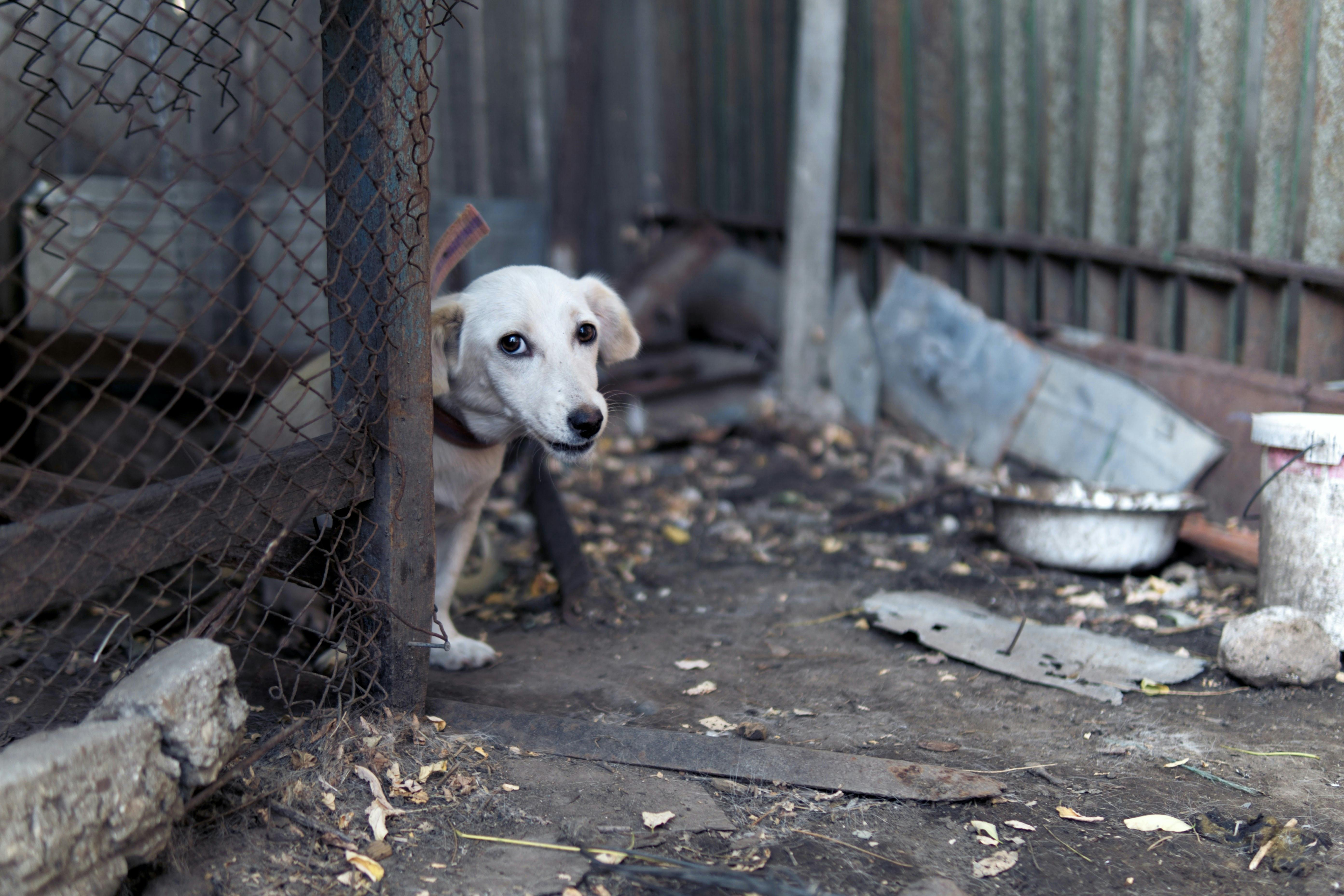 NB SPCA | A starving dog rescued from Burnsville
