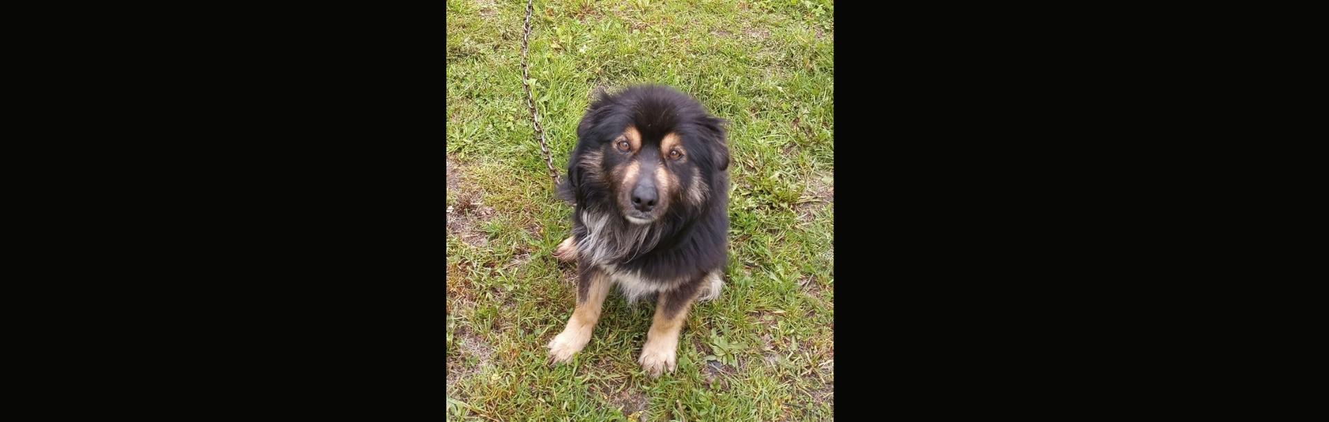 NB SPCA | A New Life for Link