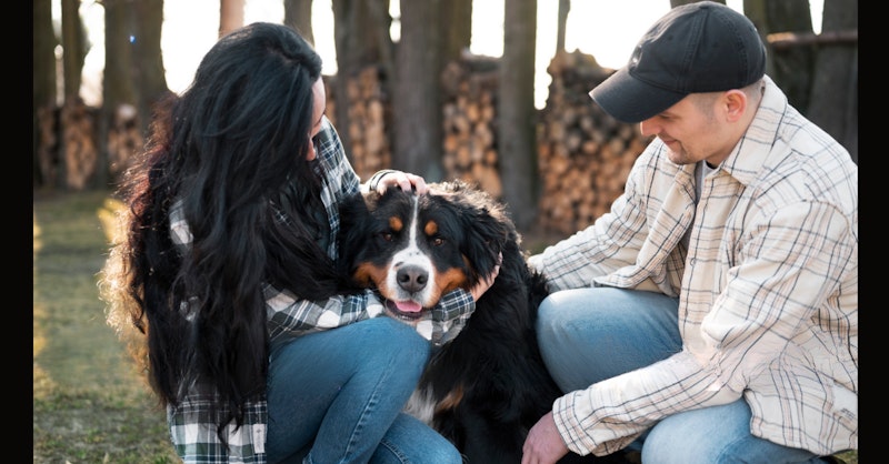 NB SPCA | 7 Benefits of Adopting a Senior Pet