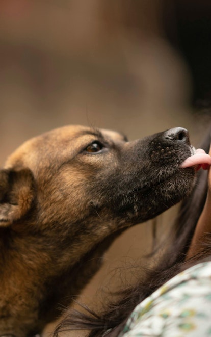 NB SPCA | NBSPCA Expands Happy Tails Program to Include Emergency Care